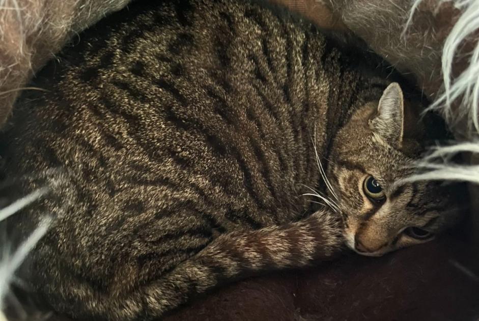 Vermisstmeldung Katze rassenmischung Männliche , 13 jahre Saint-Séverin-d'Estissac Frankreich
