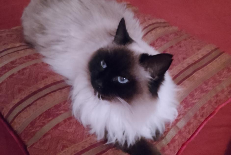Vermisstmeldung Katze Weiblich , 10 jahre Apprieu Frankreich