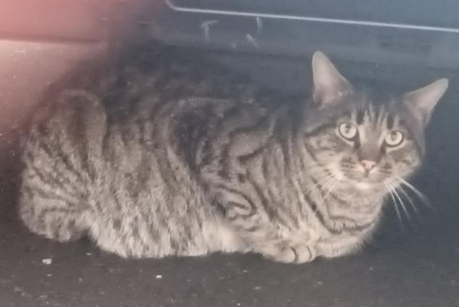 Discovery alert Cat miscegenation Unknown , 7 years Périgueux France