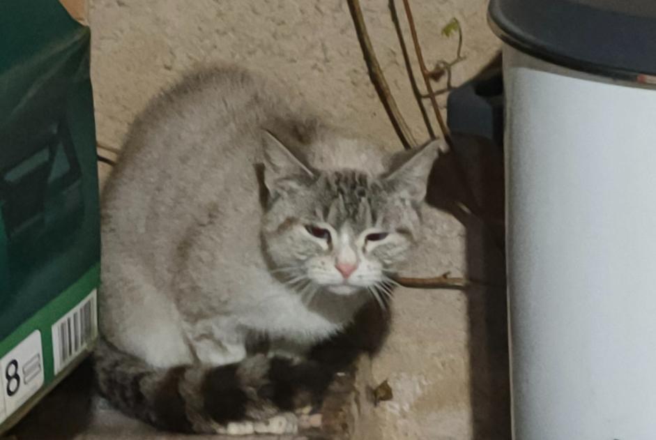 Discovery alert Cat Female Creysse France