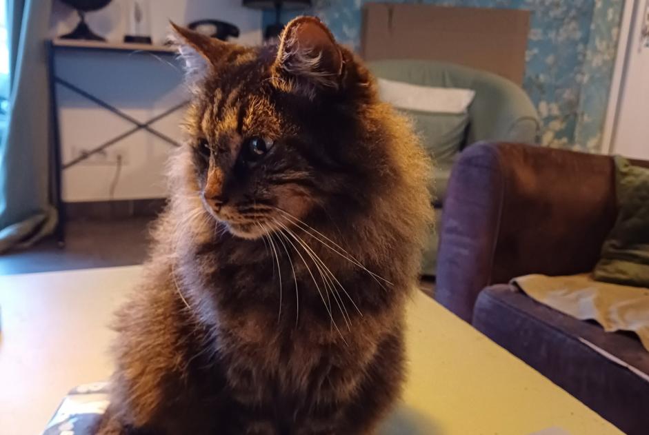 Disappearance alert Cat Male , 8 years La Chapelle-Aubareil France