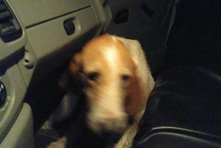 Alerta de Hallazgo Perro Desconocido , 6 años Busserolles Francia