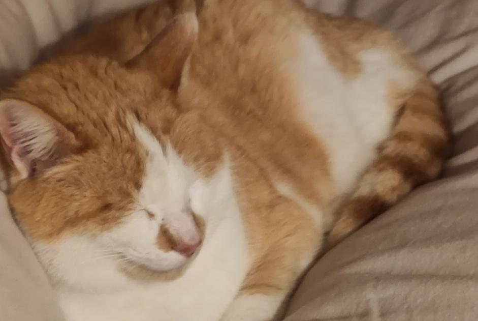 Alerte Disparition Chat  Mâle , 8 ans Biras France