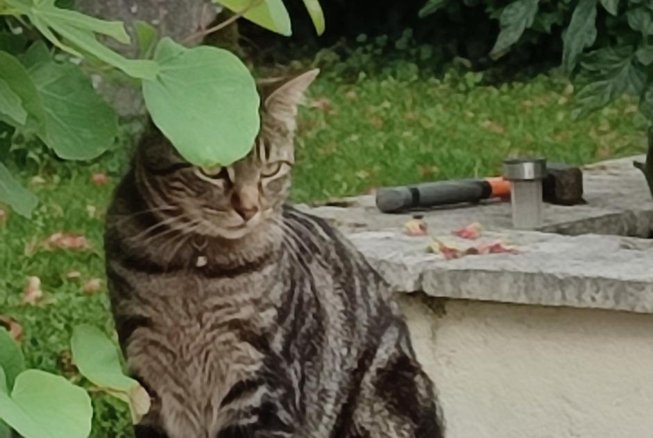 Alerte Disparition Chat Femelle , 2 ans Saint-Seurin-de-Prats France