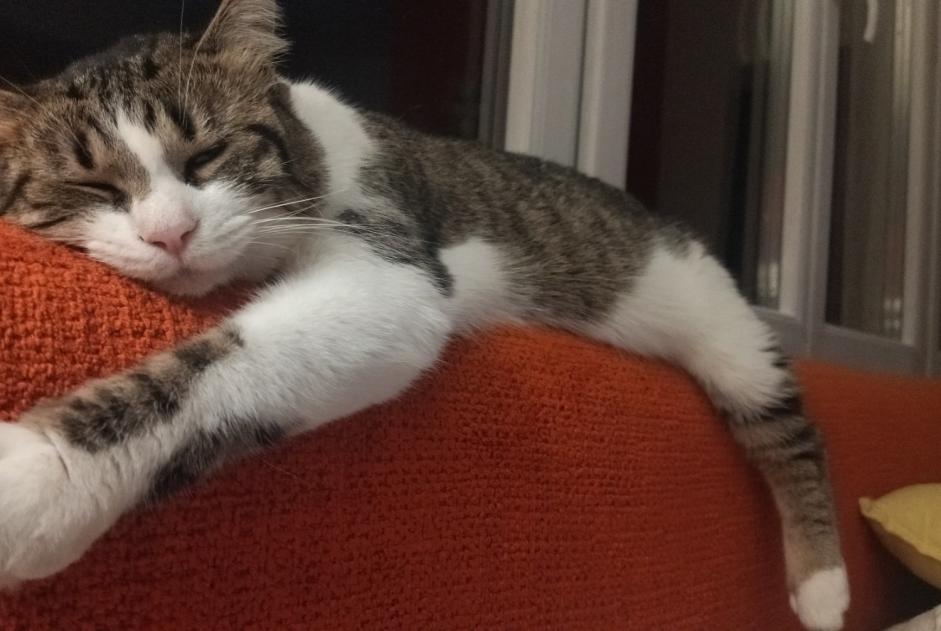 Alerte Disparition Chat Femelle , 1 ans Ginestet France