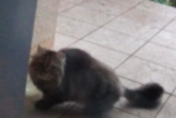 Alerte Découverte Chat Inconnu Coursac France