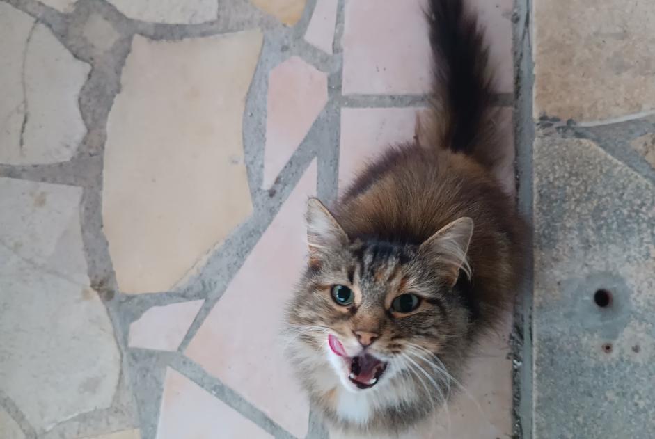 Alerte Découverte Chat Femelle Trélissac France