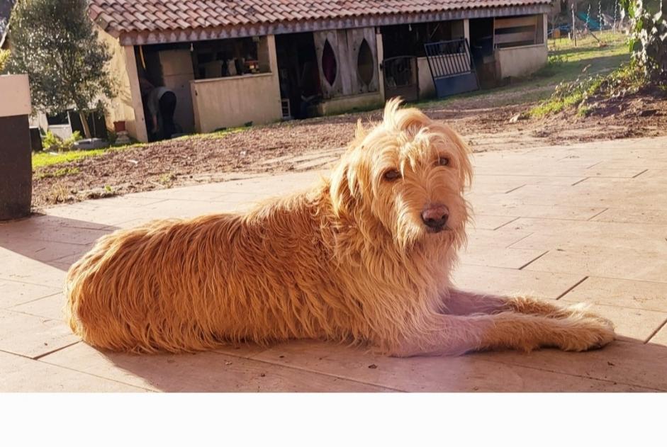 Alerte Disparition Chien croisement Femelle , 9 ans Queyssac France
