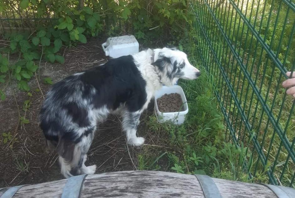 Alerte Découverte Chien croisement Femelle St Privat en Périgord France