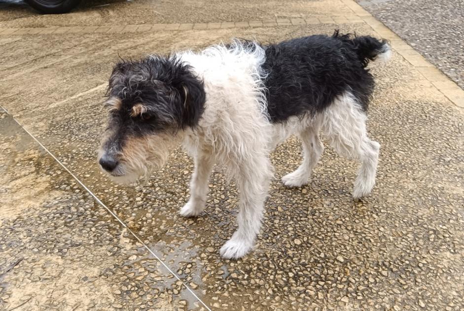 Alerte Découverte Chien croisement Mâle Sarlat-la-Canéda France