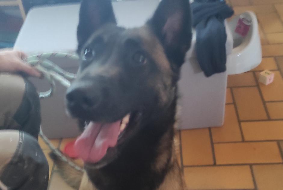 Alerte Découverte Chien Femelle Mussidan France Alerte Découverte Chien Femelle Mussidan France