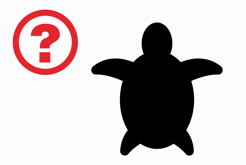 Alerte Découverte Tortue Inconnu Perpignan France