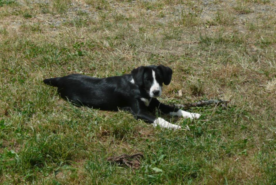 Avviso scomparsa Cane incrocio di razze Femmina , 11 anni Thiviers Francia