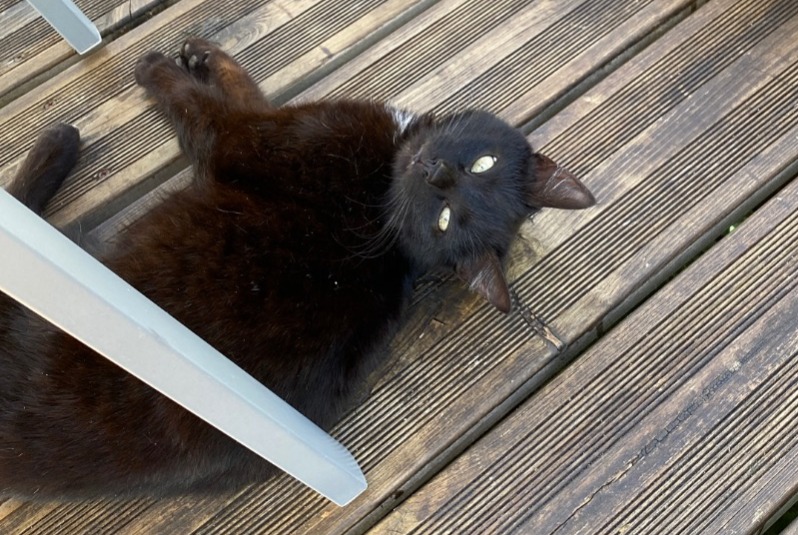 Avviso Ritrovamento Gatto Femmina , Tra 4 e 6 mesi Mareuil en Périgord Francia