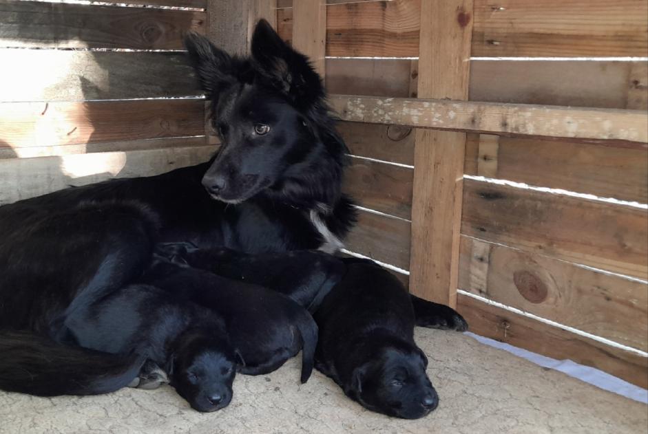 Verdwijningsalarm Hond rassenvermenging Vrouwtje , 3 jaar Paussac-et-Saint-Vivien Frankrijk