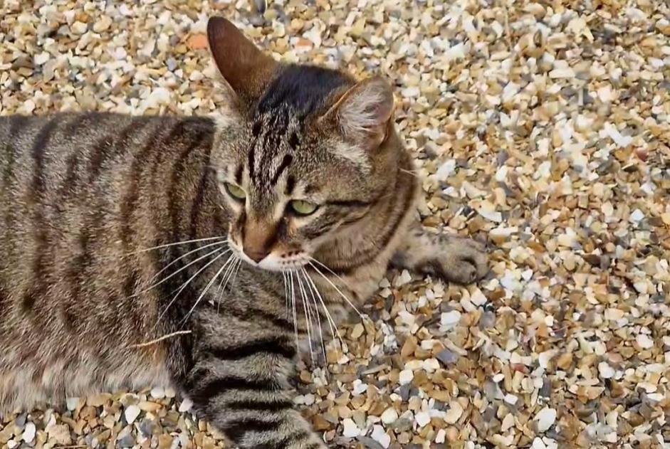 Alerta desaparecimento Gato cruzamento Macho , 11 anos Saint-Martial-d'Artenset France