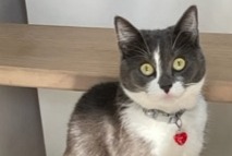 Alerta desaparecimento Gato cruzamento Fêmea , 3 anos Bergerac France Alerta desaparecimento Gato cruzamento Fêmea , 3 anos Bergerac France